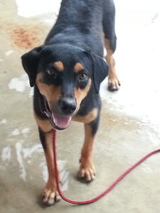 Ruby( Rottweiler Mixed) - Mixed Breed Dog