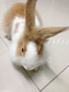 Lionhead Mix Anggora Rabbit  - Lionhead + Angora Rabbit Rabbit