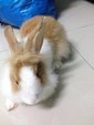 Lionhead Mix Anggora Rabbit  - Lionhead + Angora Rabbit Rabbit