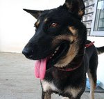 &quot;Pepper&quot; - A Rescue, Breed Unknown - Basenji + Rottweiler Dog