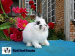 Broken Steel Jr Buck - Netherland Dwarf Rabbit