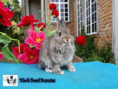 Chestnut Doe - Netherland Dwarf Rabbit