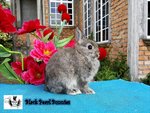 Chestnut Doe - Netherland Dwarf Rabbit