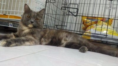 Dilute Tortoishell - Persian Cat