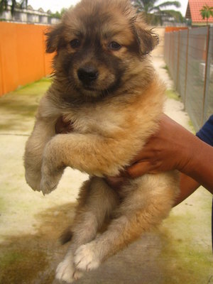 Fluffy - Mixed Breed Dog