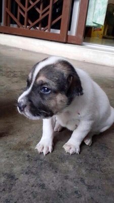 Aiko And Eiko - Mixed Breed Dog