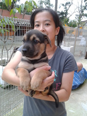 Tiger - Mixed Breed Dog