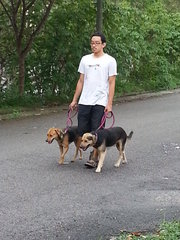 Lady and Rover obediently walking on leads.