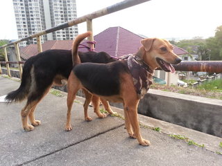 Lady and Rusty taking a short pause from their walk.