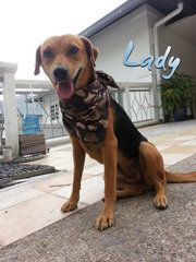 Lady - Mixed Breed Dog