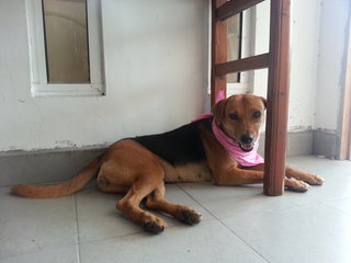 Lady - Mixed Breed Dog