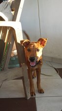 Honey - Mixed Breed Dog