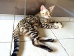 Brown Rosetted Bengal - Bengal Cat