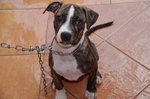 Pitbull Puppy  - Pit Bull Terrier Dog