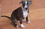 Pitbull Puppy  - Pit Bull Terrier Dog