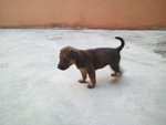 Keju - Mixed Breed Dog