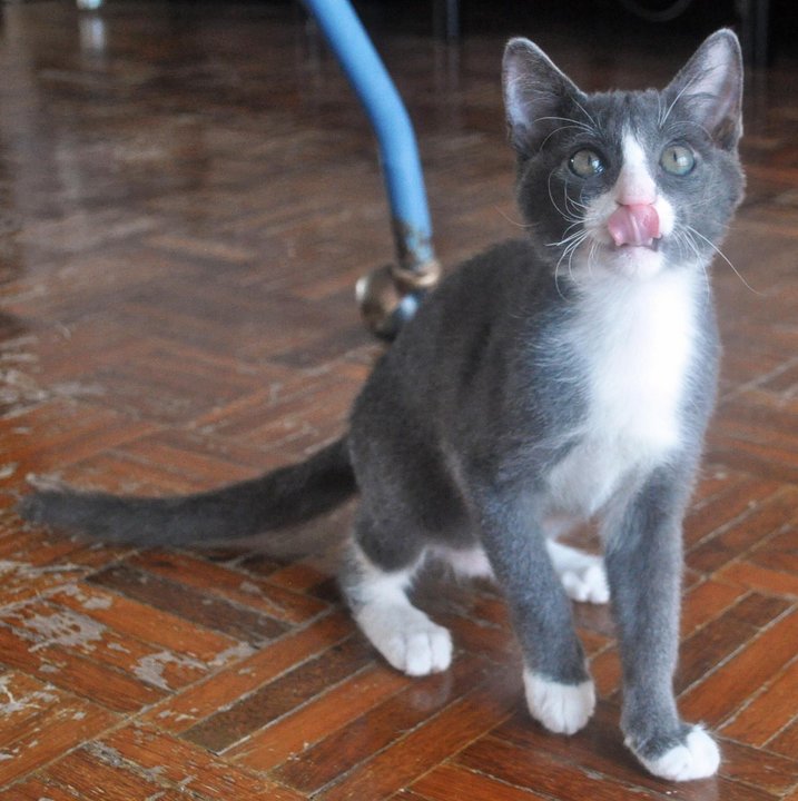 Russian Blue + Tuxedo Kitten Adopted - 6 Years 3 Months, Maksim from