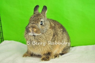 Netherland Dwarf - Chestnut 6777 - Netherland Dwarf Rabbit