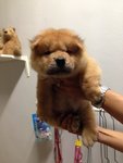 Quality Orange Chow Chow Mka - Chow Chow Dog