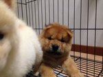 Quality Orange Chow Chow Mka - Chow Chow Dog