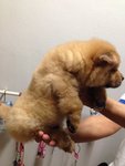 Quality Orange Chow Chow Mka - Chow Chow Dog