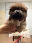 Quality Orange Chow Chow Mka - Chow Chow Dog