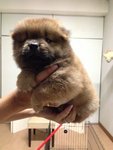 Quality Orange Chow Chow Mka - Chow Chow Dog