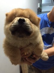 Quality Orange Chow Chow Mka - Chow Chow Dog