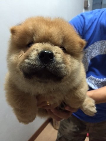 Quality Orange Chow Chow Mka - Chow Chow Dog