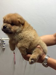 Quality Orange Chow Chow Mka - Chow Chow Dog