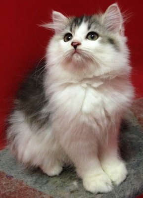 Persian Kittens Sold - 4 Years 1 Month, Persian (DLH) Kitten Black ...