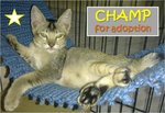 Champ - Tabby Cat