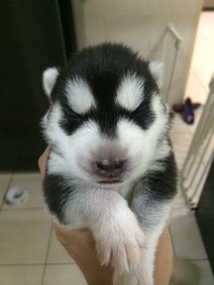 Husky Husky Babies - Siberian Husky Dog