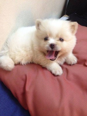 Pomeranian (Cooper) - Pomeranian Dog