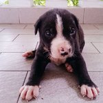 White Sock Puppy 