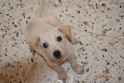 Casper - Mixed Breed Dog