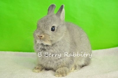 Netherland Dwarf - Opal 13 - Netherland Dwarf Rabbit