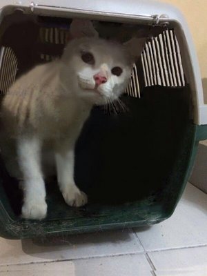 Snowy - Domestic Medium Hair Cat