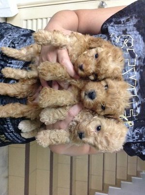 Toy Poodle - Poodle Dog