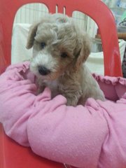 Toy Poodle - Poodle Dog