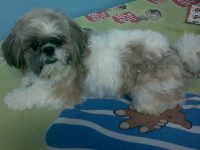 Lucky - Shih Tzu Dog