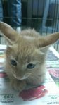 Cuties For Adoption~ - Domestic Short Hair Cat