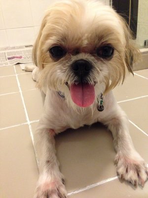 Hope (Named By Rescuer) - Shih Tzu Dog