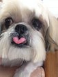 Hope (Named By Rescuer) - Shih Tzu Dog