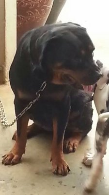 Xiao Pang - Rottweiler Dog