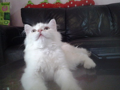 Bery - Persian Cat