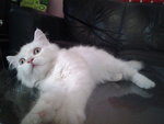 Bery - Persian Cat