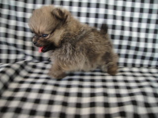 Ch Lines Pom - Pomeranian Dog