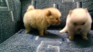 Ch Lines Pom - Pomeranian Dog