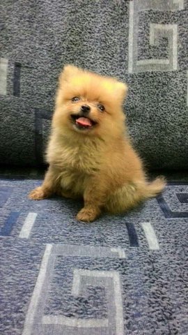 Ch Lines Pom - Pomeranian Dog